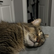 Aaqib Patel Aaqib Patel