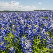 Michelle Han's avatar