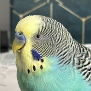 themaximus123321 Dubin's avatar