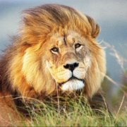 Imran Shahid's avatar