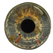 Anson Wang Anson Wang