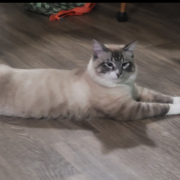 Jonathan Auyong's avatar