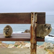 Breanna Huynh's avatar