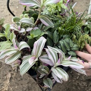 Fatima Shaik's avatar