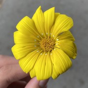 Tianyi Wang's avatar