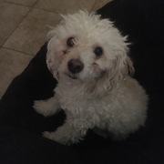 Emanuel Vega-Maldonado