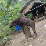 cahya maulana's avatar