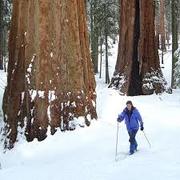 alta trail  sequoia