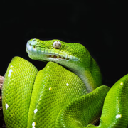 Arnik Chauhan's avatar