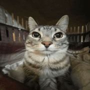 ARIN BISWAS's avatar