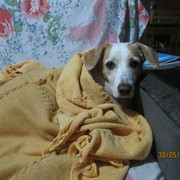 Nikolas Caracho's avatar