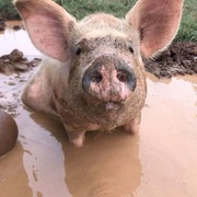 Milo Collins's avatar