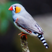 Daniel De luca's avatar