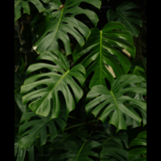 Smokey Tuati's avatar