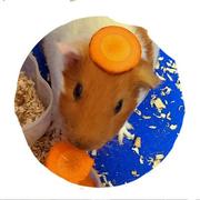 Choigun Kherlen's avatar