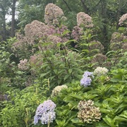 Pangelale Le's avatar