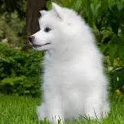 caishen Liu's avatar