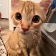 Nylahmeow S's avatar