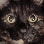 Nick Revill's avatar