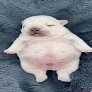 Sofia Vicencio's avatar