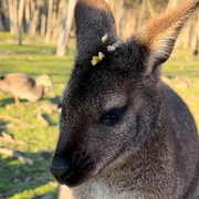 Jenny Zhang's avatar