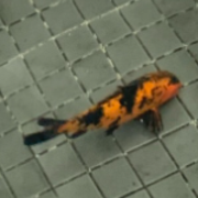 Benjamin Julian Noel