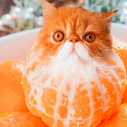 Poramat Ponglimagorn