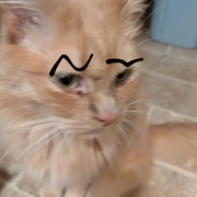 Michael Olsen Stayer's avatar