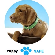 Puppysafe avis's avatar