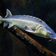 Axel Dovskog's avatar