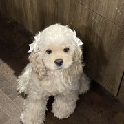 Quynh Nguyen's avatar