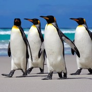 Thomas Christo's avatar