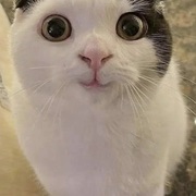Karan Malhotra's avatar