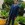 Shahan Waheed