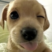Biilee2107 Hữu Đức