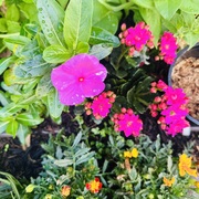 Gupta Gupta's avatar