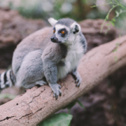 Trekel Trazczcynov's avatar