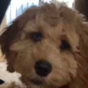 Armaan Sahni's avatar