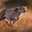 Oluwatobi  bamigbaye