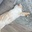 Leah1314 Zeng