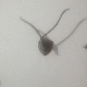 Abhaya  Singh's avatar