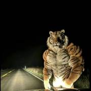 Nitish Kumar