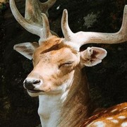 Trey Anderson's avatar