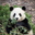 Tingxuan Wang