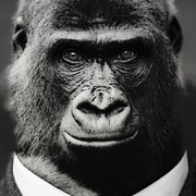 Maksym Savchuk's avatar